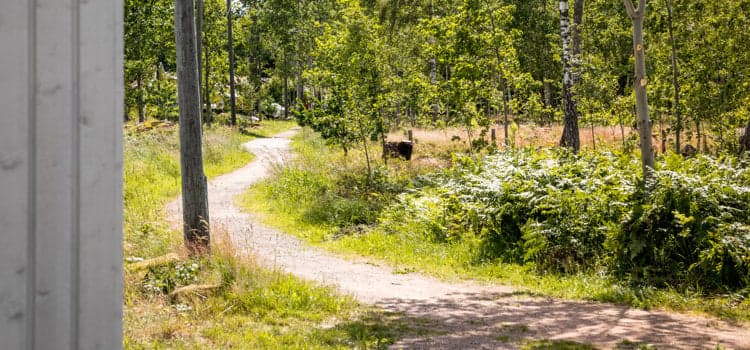 Vy över en mindre grusväg.