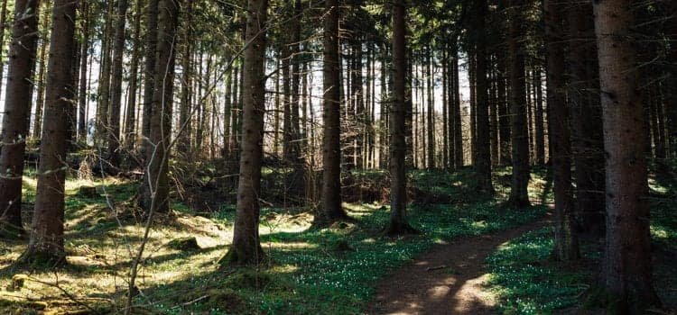 En stig i en skog