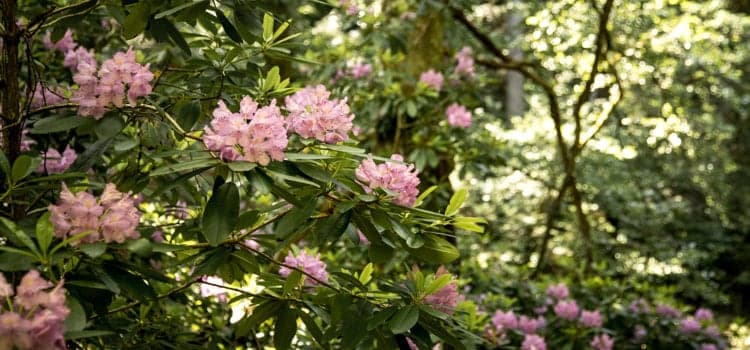 Rhododendronblommor